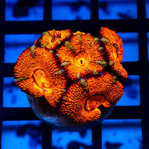 Acan Frag - Reef Exclusive MA LLC