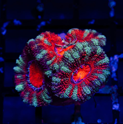 Acan Frag - Reef Exclusive MA LLC