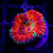 Acan Frag - Reef Exclusive MA LLC