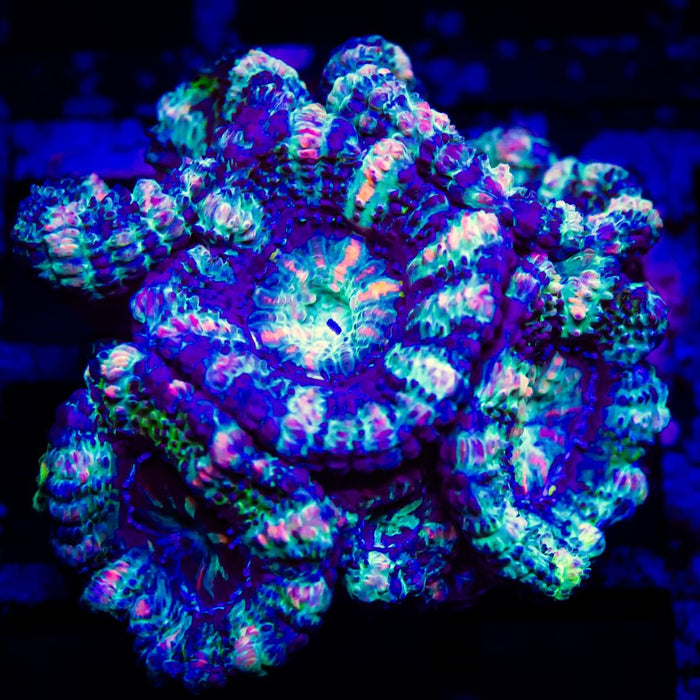 Acan Frag - Reef Exclusive MA LLC