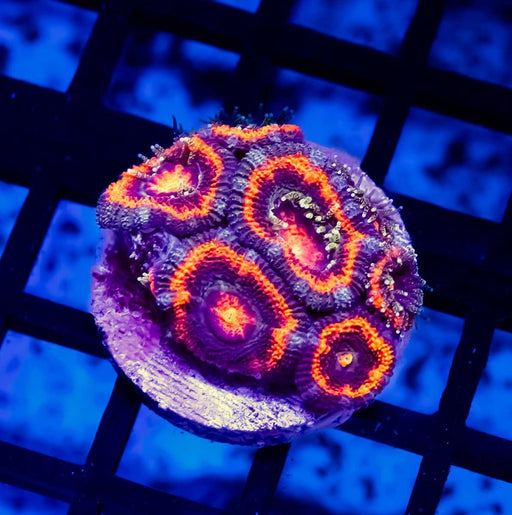 Acan Frag - Reef Exclusive MA LLC