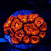 Acan Frag - Reef Exclusive MA LLC