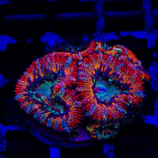 Acan Frag - Reef Exclusive MA LLC