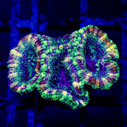 Acan Frag - Reef Exclusive MA LLC