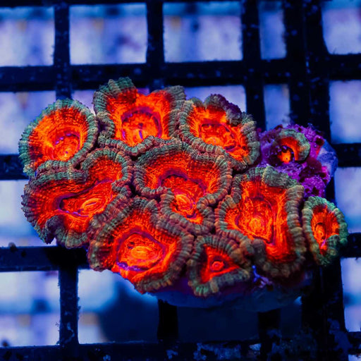 Acan Mini Colony - Reef Exclusive MA LLC