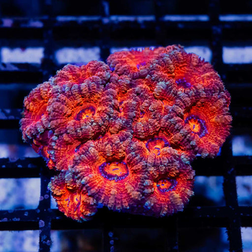 Acan Mini Colony - Reef Exclusive MA LLC