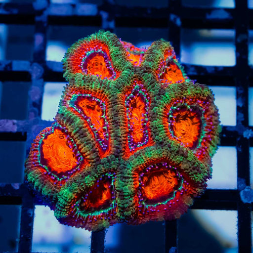 Acan Mini Colony - Reef Exclusive MA LLC