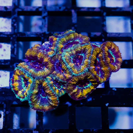 Acan Mini Colony - Reef Exclusive MA LLC