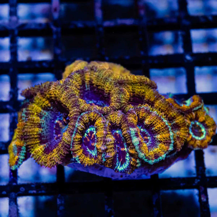 Acan Mini Colony - Reef Exclusive MA LLC