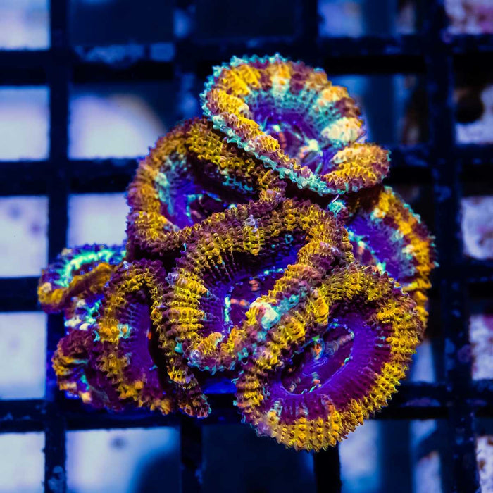 Acan Mini Colony - Reef Exclusive MA LLC