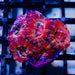 Acan Mini Colony - Reef Exclusive MA LLC