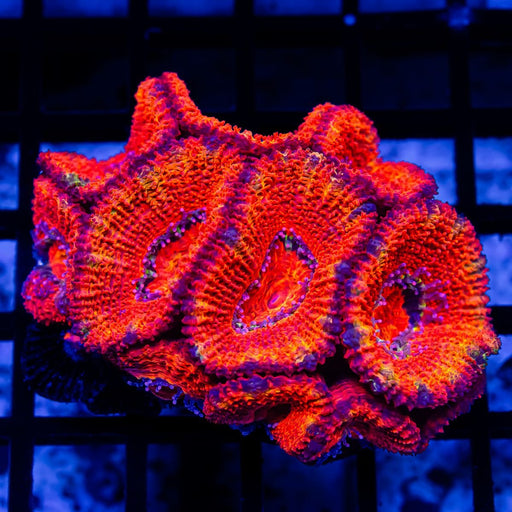 Acan Mini Colony - Reef Exclusive MA LLC