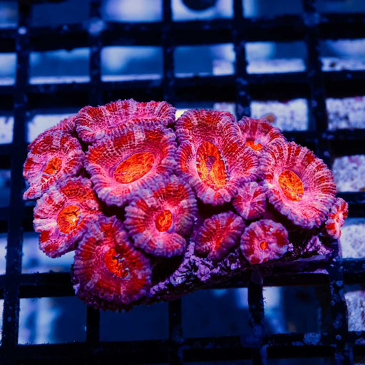 Acan Mini Colony - Reef Exclusive MA LLC