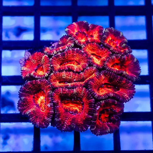 Acan Mini Colony - Reef Exclusive MA LLC