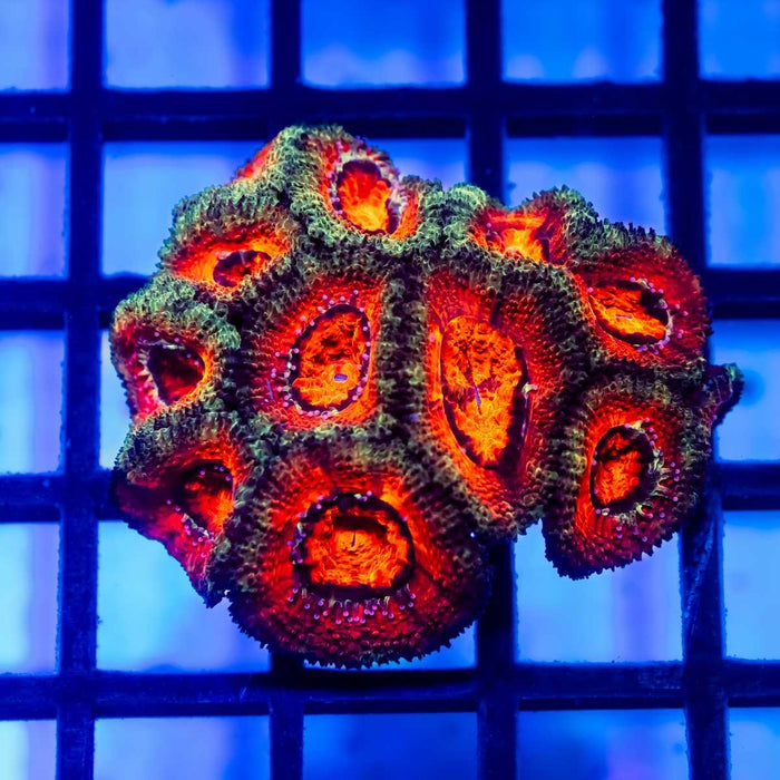 Acan Mini Colony - Reef Exclusive MA LLC