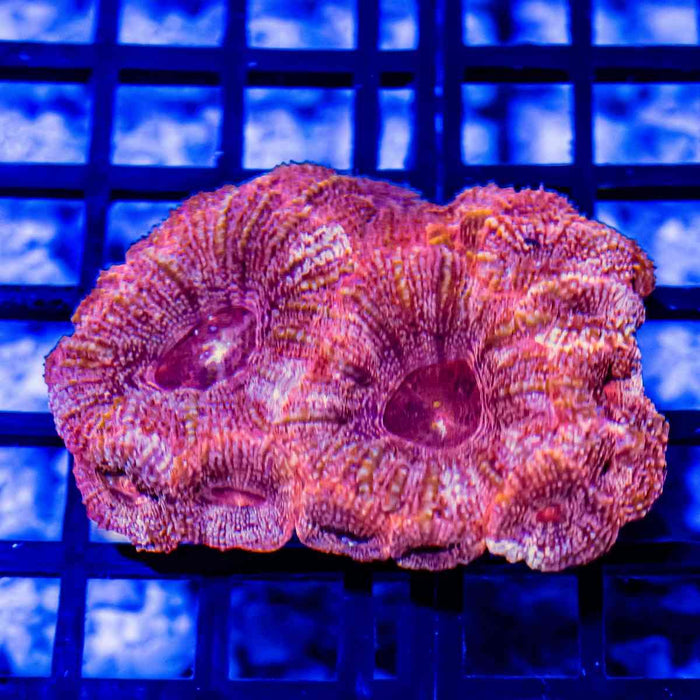 Acanthastrea Bowerbanki - Reef Exclusive MA LLC