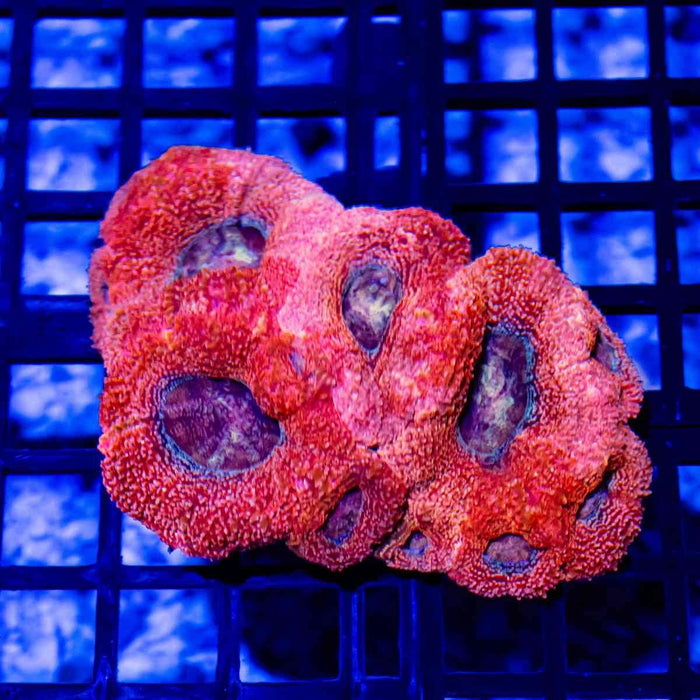 Acanthastrea Bowerbanki - Australia Ultra grade - Reef Exclusive MA LLC