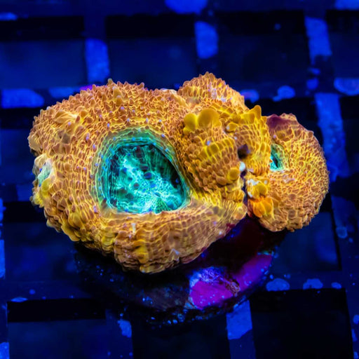 Acanthastrea Bowerbanki Crazy Orange Mint Eye - Reef Exclusive MA LLC