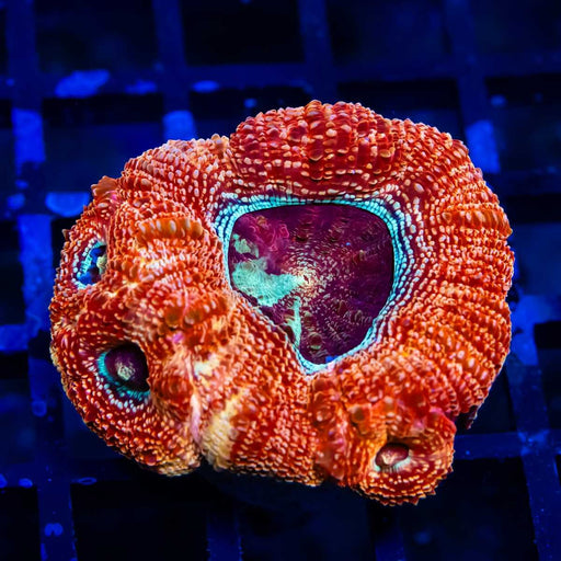 Acanthastrea Bowerbanki Super Contrast Eye Abyss - Reef Exclusive MA LLC