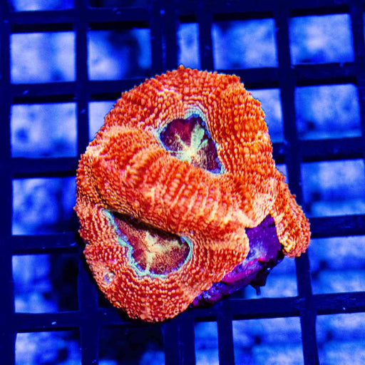 Acanthastrea Bowerbanki Super Contrast Eye Abyss - Reef Exclusive MA LLC