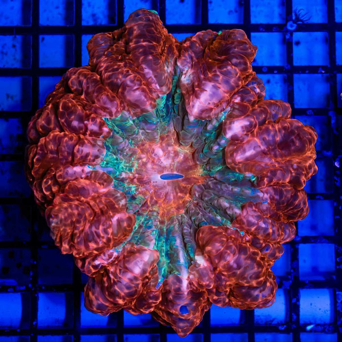 Acanthophyllia Red Bright - Reef Exclusive MA LLC