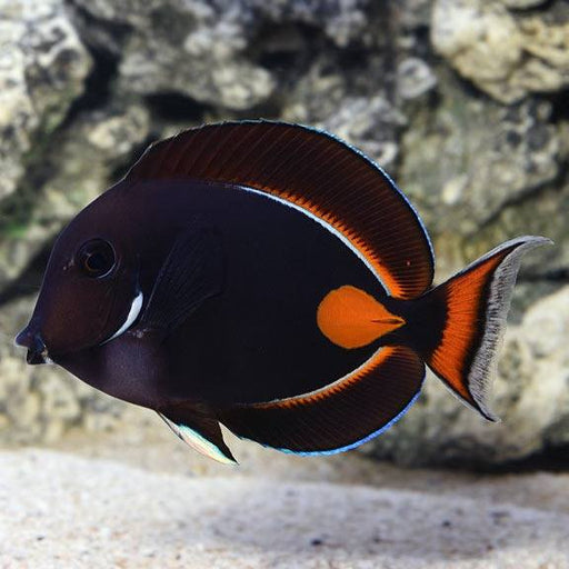 Achilles Tang (Acanthurus Achilles) - Reef Exclusive MA LLC