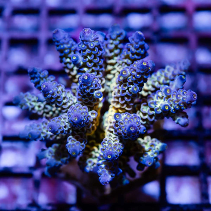 Acro Colony - Reef Exclusive MA LLC