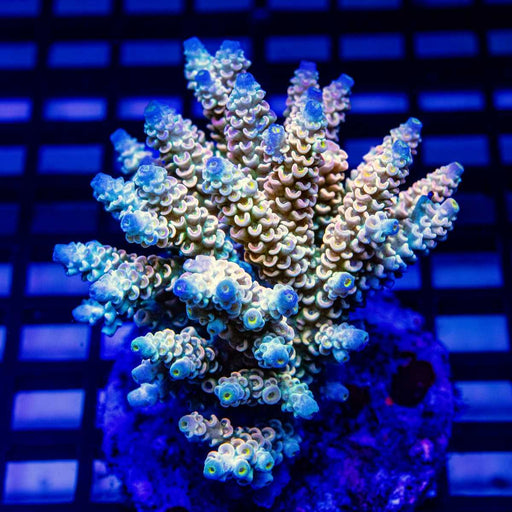 Acro Colony - Reef Exclusive MA LLC