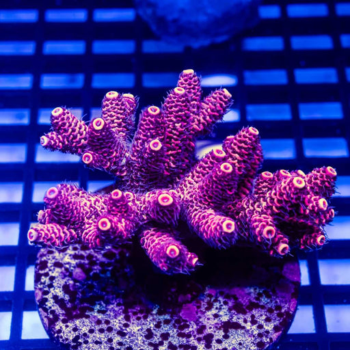 Acro Colony - Reef Exclusive MA LLC