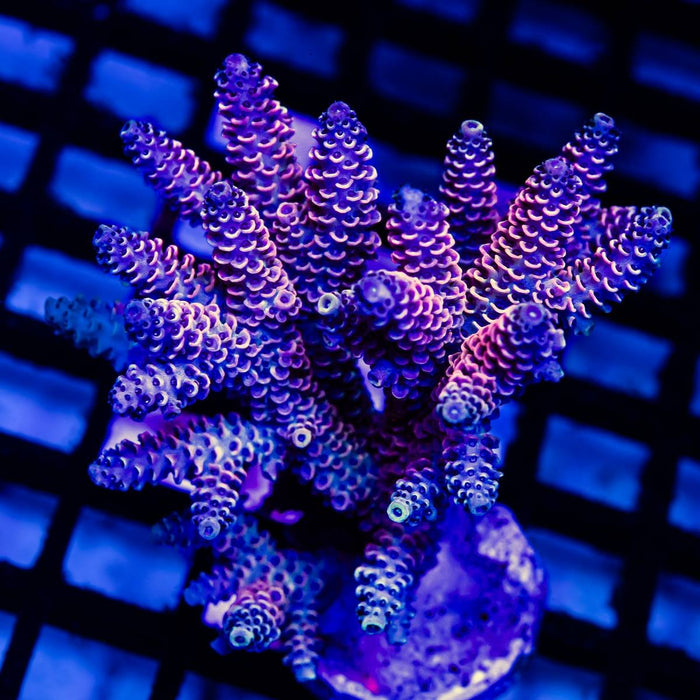 Acro Colony - Reef Exclusive MA LLC