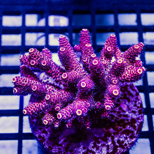 Acro Colony - Reef Exclusive MA LLC