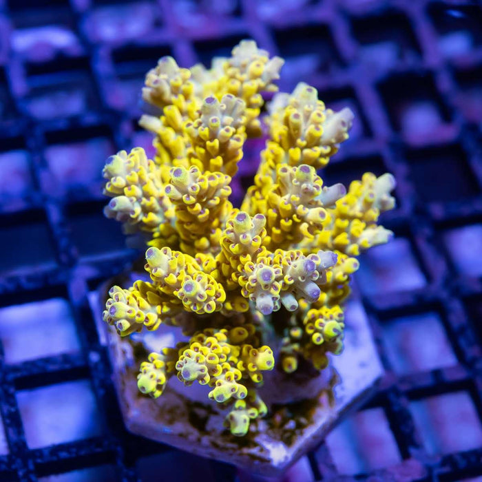 Acro Colony - Reef Exclusive MA LLC