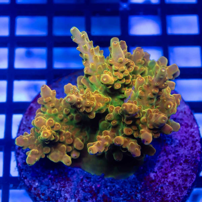 Acro Colony - Reef Exclusive MA LLC