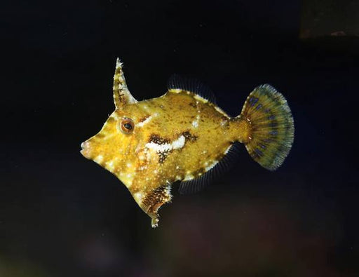 Aiptasia Eating Filefish (Acreichthys Tomentosus) - Reef Exclusive MA LLC