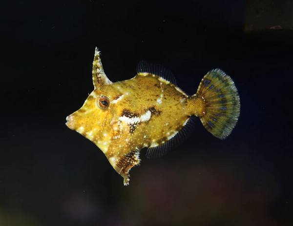 Aiptasia Eating Filefish (Acreichthys Tomentosus) - Reef Exclusive MA LLC