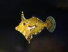 Aiptasia Eating Filefish (Acreichthys Tomentosus) - Reef Exclusive MA LLC