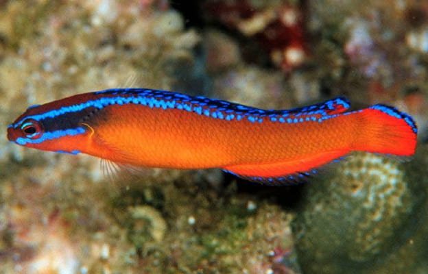 Aldabraensis Neon (Pseudochromis Aldabraensis) - Reef Exclusive MA LLC