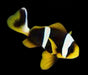 Allard's Clownfish (Amphiprion Allardi) - Reef Exclusive MA LLC