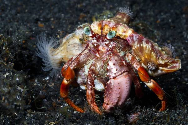 Anemone Hermit Crab (Dardanus Pedunculatus) - Reef Exclusive MA LLC