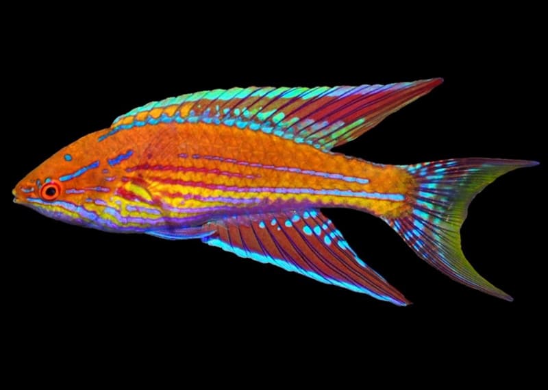 Angulatus Flasher Wrasse (Paracheilinus Angulatus) Male - Reef Exclusive MA LLC