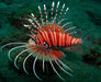 Antennata Lionfish (Pterois antennata) - Reef Exclusive MA LLC