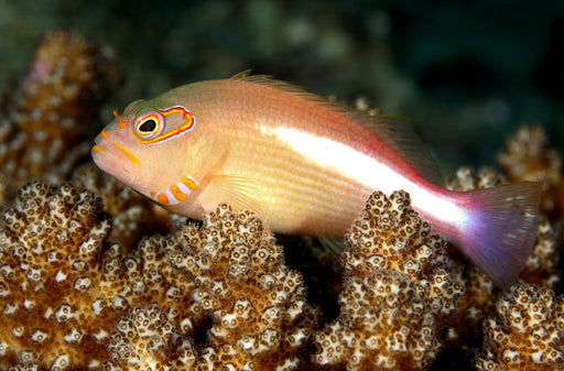 Arc Eye Hawkfish (Paracirrhites Arcatus) - Reef Exclusive MA LLC