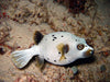 Arothron Dog Face Puffer (Arothron Nigropunctatus) - Reef Exclusive MA LLC