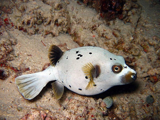 Arothron Dog Face Puffer (Arothron Nigropunctatus) - Reef Exclusive MA LLC