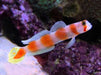 Aurora Goby (Amblyeleotris Aurora) - Reef Exclusive MA LLC