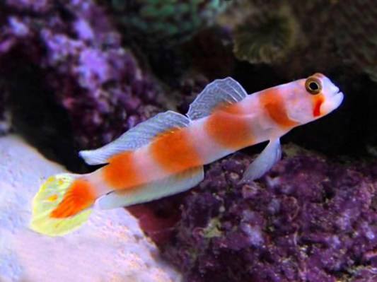 Aurora Goby (Amblyeleotris Aurora) - Reef Exclusive MA LLC