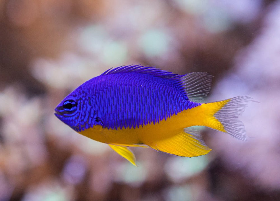 Azure Damselfish (Chrysiptera Hemicyanea) - Reef Exclusive MA LLC