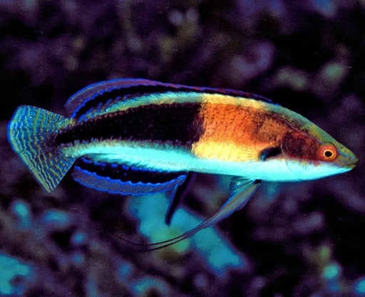 Balteatus Fairy Wrasse (Cirrhilabrus Balteatus) Male - Reef Exclusive MA LLC