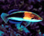 Balteatus Fairy Wrasse (Cirrhilabrus Balteatus) Male - Reef Exclusive MA LLC