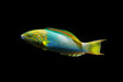 Banana Wrasse (Thalassoma Lutescens) - Reef Exclusive MA LLC